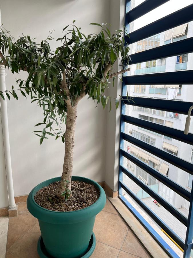 Olive Apartamento *